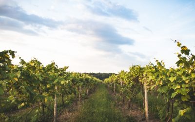 Toasting The Summer: The Finger Lakes Wine Festival