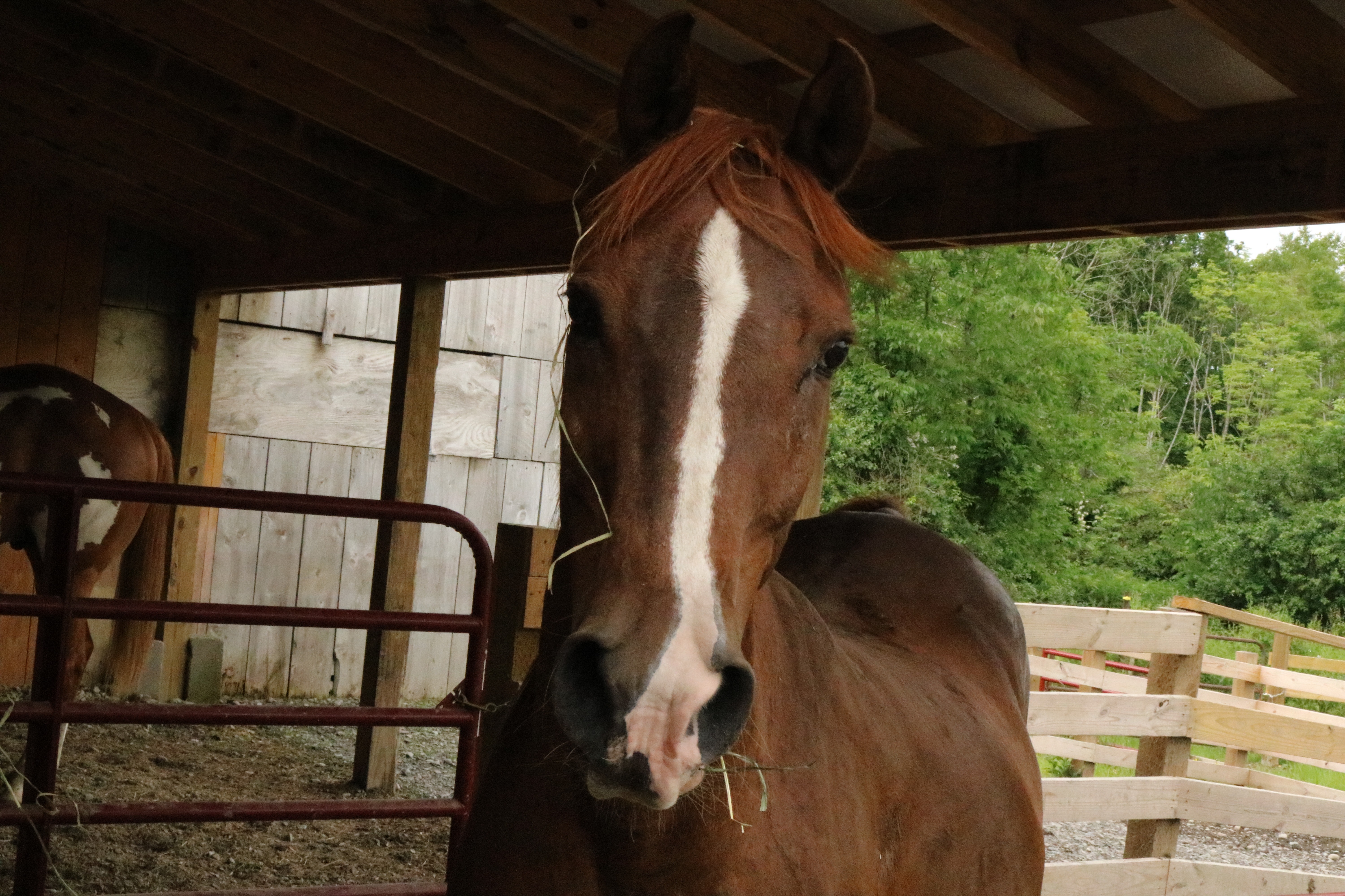 New Horse Stable | Spring 2024